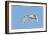 Tundra Swan-Gary Carter-Framed Photographic Print