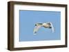 Tundra Swan-Gary Carter-Framed Photographic Print