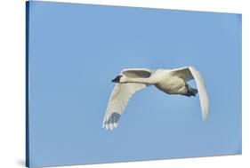 Tundra Swan-Gary Carter-Stretched Canvas