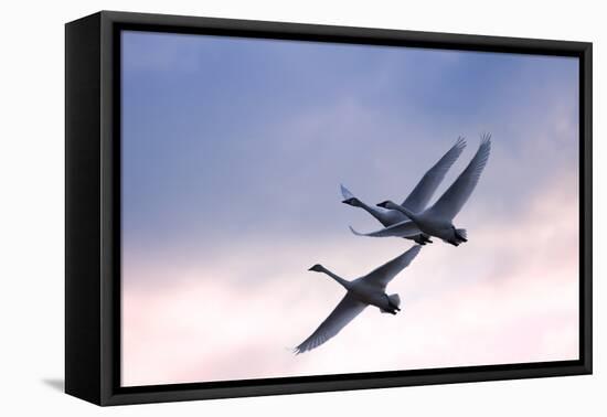 Tundra Swans in Flight-Delmas Lehman-Framed Stretched Canvas