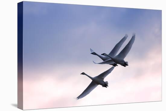 Tundra Swans in Flight-Delmas Lehman-Stretched Canvas