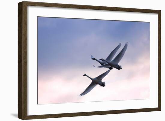 Tundra Swans in Flight-Delmas Lehman-Framed Photographic Print