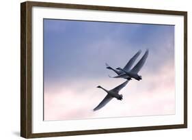 Tundra Swans in Flight-Delmas Lehman-Framed Photographic Print