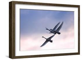 Tundra Swans in Flight-Delmas Lehman-Framed Photographic Print