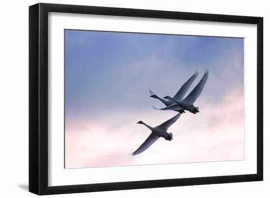 Tundra Swans in Flight-Delmas Lehman-Framed Photographic Print