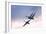 Tundra Swans in Flight-Delmas Lehman-Framed Photographic Print