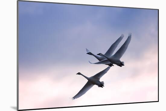 Tundra Swans in Flight-Delmas Lehman-Mounted Photographic Print