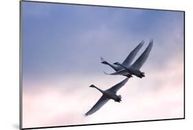 Tundra Swans in Flight-Delmas Lehman-Mounted Photographic Print