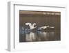 Tundra Swans Taking Flight-Ken Archer-Framed Photographic Print