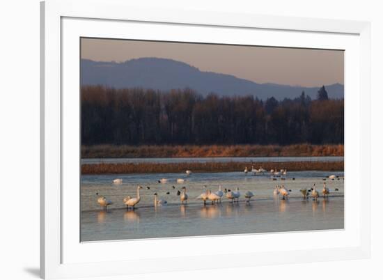 Tundra swans wintering with other waterfowl-Ken Archer-Framed Photographic Print