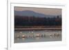 Tundra swans wintering with other waterfowl-Ken Archer-Framed Photographic Print