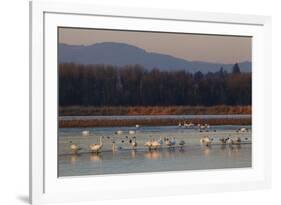 Tundra swans wintering with other waterfowl-Ken Archer-Framed Photographic Print