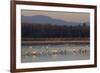 Tundra swans wintering with other waterfowl-Ken Archer-Framed Photographic Print