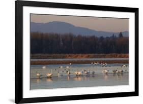 Tundra swans wintering with other waterfowl-Ken Archer-Framed Photographic Print