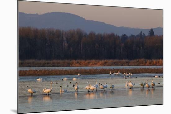 Tundra swans wintering with other waterfowl-Ken Archer-Mounted Photographic Print