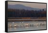 Tundra swans wintering with other waterfowl-Ken Archer-Framed Stretched Canvas