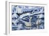 Tundra Swans-Jeff Tift-Framed Giclee Print