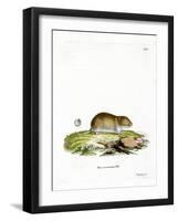 Tundra Vole-null-Framed Giclee Print
