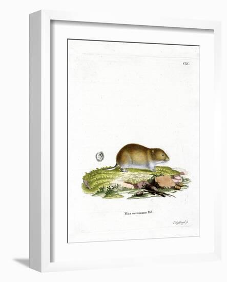 Tundra Vole-null-Framed Giclee Print