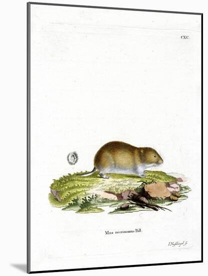 Tundra Vole-null-Mounted Giclee Print
