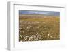 Tundra, Wrangel Island, UNESCO World Heritage Site, Chukotka, Russian Far East, Eurasia-G and M Therin-Weise-Framed Photographic Print