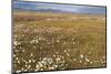 Tundra, Wrangel Island, UNESCO World Heritage Site, Chukotka, Russian Far East, Eurasia-G and M Therin-Weise-Mounted Photographic Print