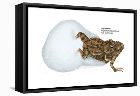 Tungara Frog (Physalaemus Pustulosus), Amphibians-Encyclopaedia Britannica-Framed Stretched Canvas