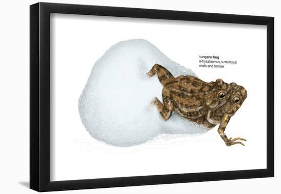 Tungara Frog (Physalaemus Pustulosus), Amphibians-Encyclopaedia Britannica-Framed Poster