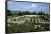 Tunisia, Carthage, Archaeological Site, Paleo-Christian Basilica of Damous El Karita-null-Framed Stretched Canvas