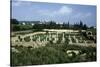 Tunisia, Carthage, Archaeological Site, Paleo-Christian Basilica of Damous El Karita-null-Stretched Canvas