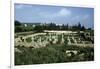 Tunisia, Carthage, Archaeological Site, Paleo-Christian Basilica of Damous El Karita-null-Framed Giclee Print