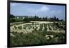 Tunisia, Carthage, Archaeological Site, Paleo-Christian Basilica of Damous El Karita-null-Framed Giclee Print