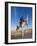 Tunisia, Sahara Desert, Douz, Great Dune, Rider and Camel-Walter Bibikow-Framed Photographic Print