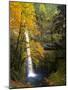 Tunnel Falls in a Fall Color Scene on Eagle Creek in the Columbia Gorge, Oregon, USA-Gary Luhm-Mounted Photographic Print