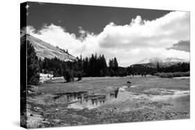 Tuolomne Meadows Monochrome-Marc Gutierrez-Stretched Canvas