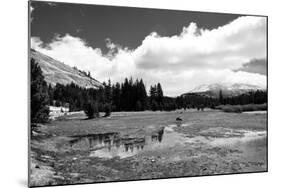 Tuolomne Meadows Monochrome-Marc Gutierrez-Mounted Photographic Print