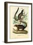 Tupaja, 1863-79-Raimundo Petraroja-Framed Giclee Print