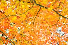 Red Yellow Fall Maple Leafs in the Sky Natural Background-tupikov-Photographic Print