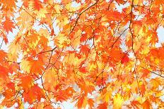 Red Yellow Fall Maple Leafs Illuminated by Sun Natural Background-tupikov-Laminated Photographic Print