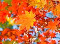 Red Yellow Fall Maple Leafs in the Sky Natural Background-tupikov-Photographic Print