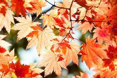 Red Yellow Fall Maple Leafs Illuminated by Sun Natural Background-tupikov-Stretched Canvas