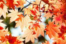 Red Yellow Fall Maple Leafs in the Sky Natural Background-tupikov-Photographic Print