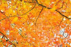 Red Yellow Fall Maple Leafs Illuminated by Sun Natural Background-tupikov-Photographic Print