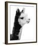 Tupiza-Bill Philip-Framed Giclee Print