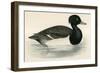 Tupted Duck-Beverley R. Morris-Framed Giclee Print