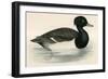 Tupted Duck-Beverley R. Morris-Framed Giclee Print