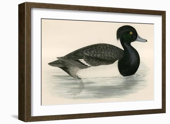 Tupted Duck-Beverley R. Morris-Framed Premium Giclee Print