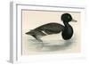 Tupted Duck-Beverley R. Morris-Framed Premium Giclee Print