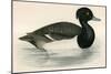 Tupted Duck-Beverley R. Morris-Mounted Premium Giclee Print