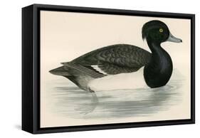 Tupted Duck-Beverley R. Morris-Framed Stretched Canvas